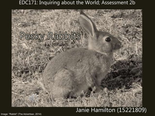 Image: “Rabbit” (The Advertiser, 2014)
Janie Hamilton (15221809)
EDC171: Inquiring about the World; Assessment 2b
 