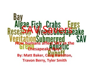 SAV Savers How humans affect SAV in the Chesapeake Bay? By: Matt Baker, Craig Hamilton, Travon Berry, Tyler Smith 