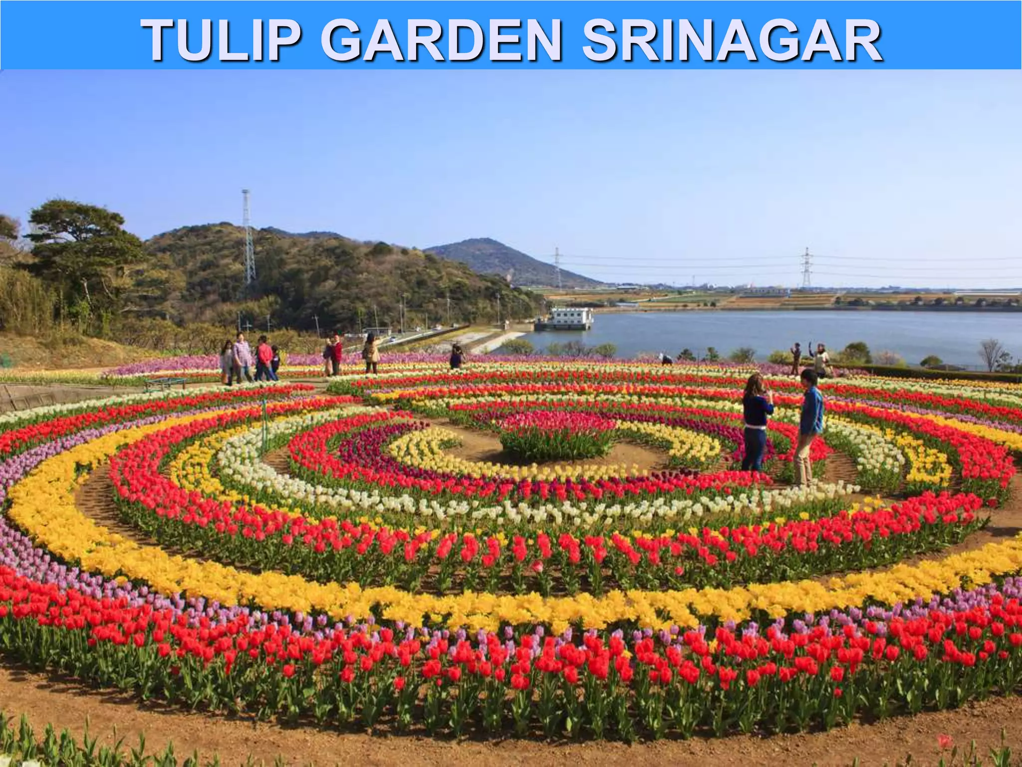 TULIP GARDEN SRINAGAR
 