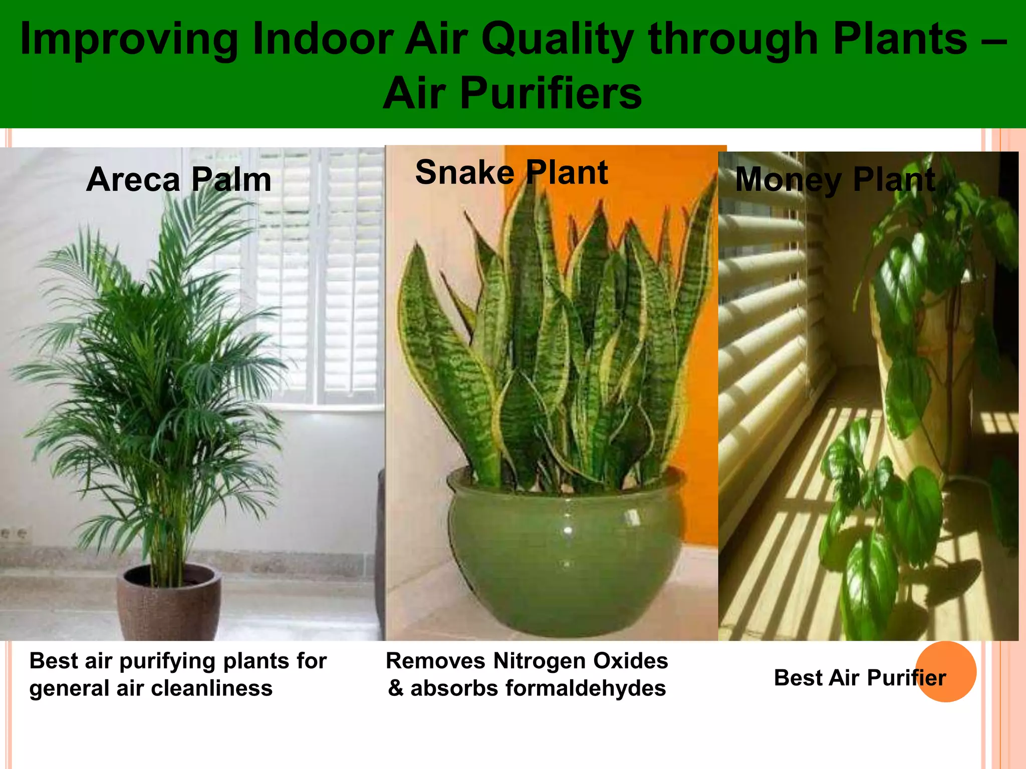Best air purifying plants for
general air cleanliness
Areca Palm Snake Plant
Best Air Purifier
Money Plant
Removes Nitrogen Oxides
& absorbs formaldehydes
Improving Indoor Air Quality through Plants –
Air Purifiers
 