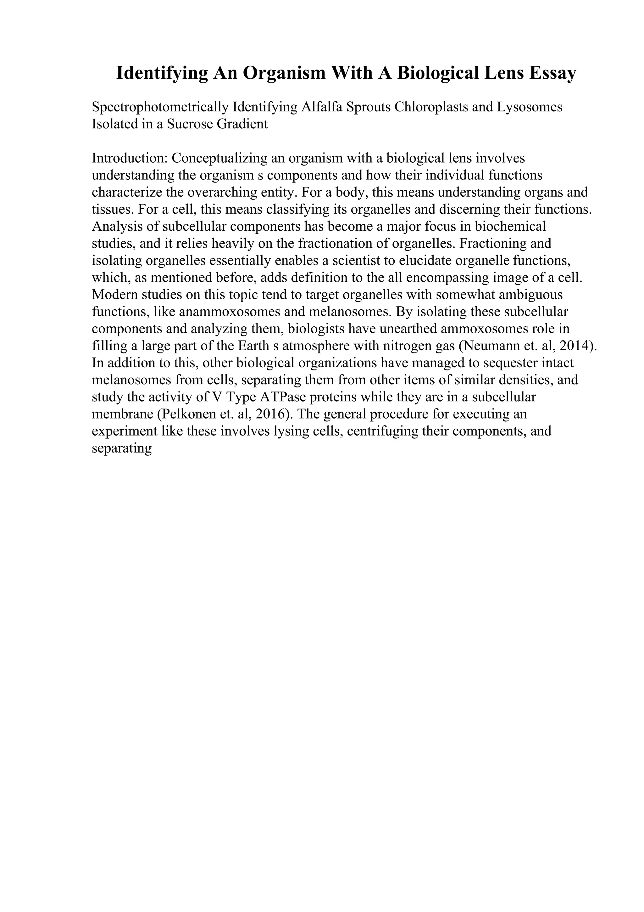 Identifying An Organism With A Biological Lens Essay
Spectrophotometrically Identifying Alfalfa Sprouts Chloroplasts and Lysosomes
Isolated in a Sucrose Gradient
Introduction: Conceptualizing an organism with a biological lens involves
understanding the organism s components and how their individual functions
characterize the overarching entity. For a body, this means understanding organs and
tissues. For a cell, this means classifying its organelles and discerning their functions.
Analysis of subcellular components has become a major focus in biochemical
studies, and it relies heavily on the fractionation of organelles. Fractioning and
isolating organelles essentially enables a scientist to elucidate organelle functions,
which, as mentioned before, adds definition to the all encompassing image of a cell.
Modern studies on this topic tend to target organelles with somewhat ambiguous
functions, like anammoxosomes and melanosomes. By isolating these subcellular
components and analyzing them, biologists have unearthed ammoxosomes role in
filling a large part of the Earth s atmosphere with nitrogen gas (Neumann et. al, 2014).
In addition to this, other biological organizations have managed to sequester intact
melanosomes from cells, separating them from other items of similar densities, and
study the activity of V Type ATPase proteins while they are in a subcellular
membrane (Pelkonen et. al, 2016). The general procedure for executing an
experiment like these involves lysing cells, centrifuging their components, and
separating
 