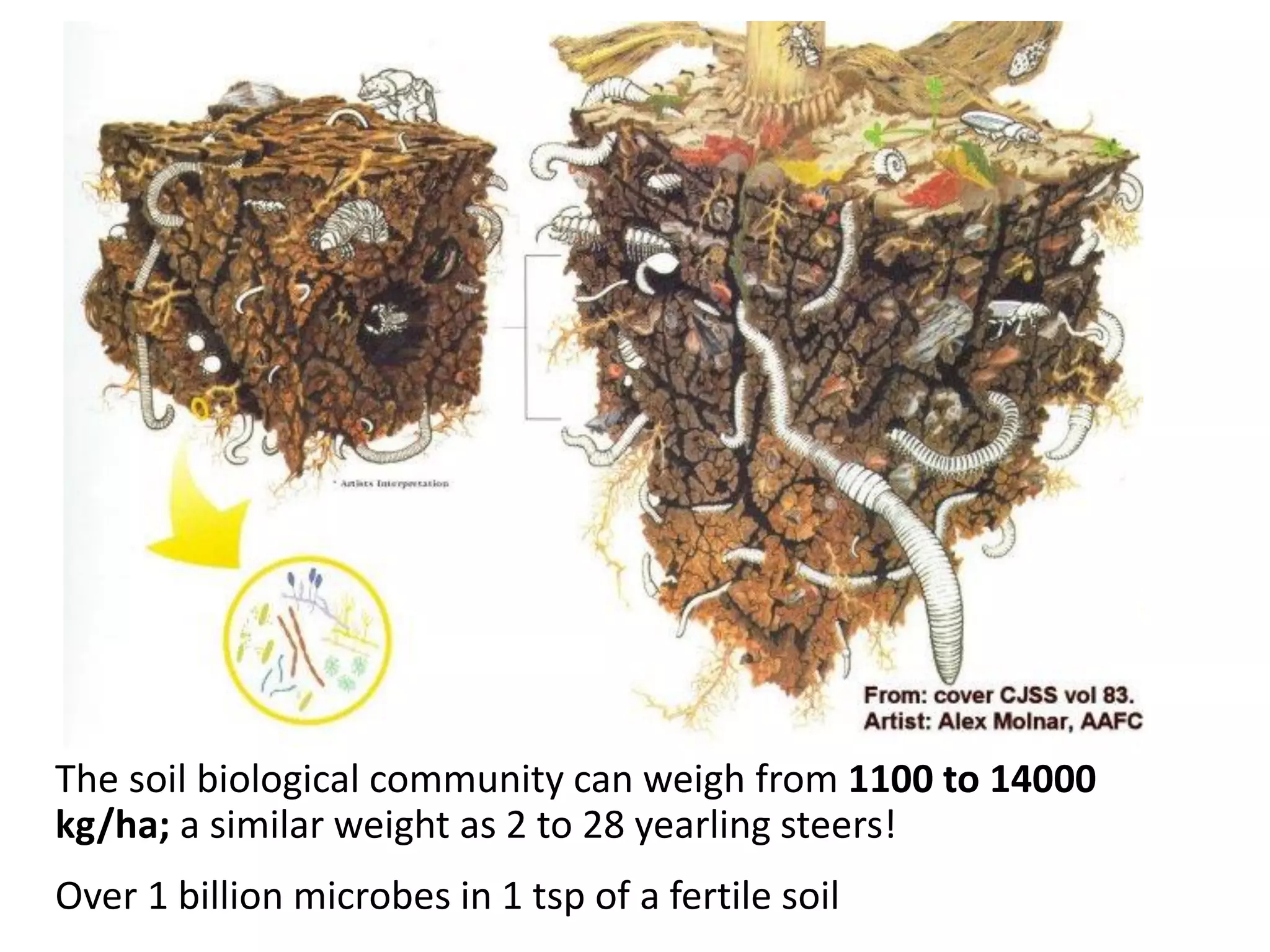 Soil Ecology

The soil biological community can weigh from 1100 to 14000
kg/ha; a similar weight as 2 to 28 yearling steers!
Over 1 billion microbes in 1 tsp of a fertile soil

 