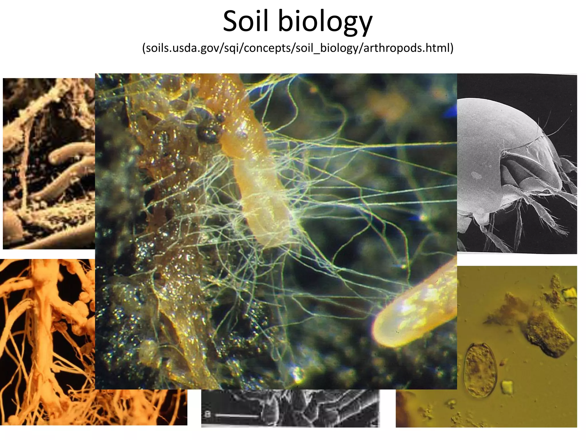 Soil biology
(soils.usda.gov/sqi/concepts/soil_biology/arthropods.html)

 