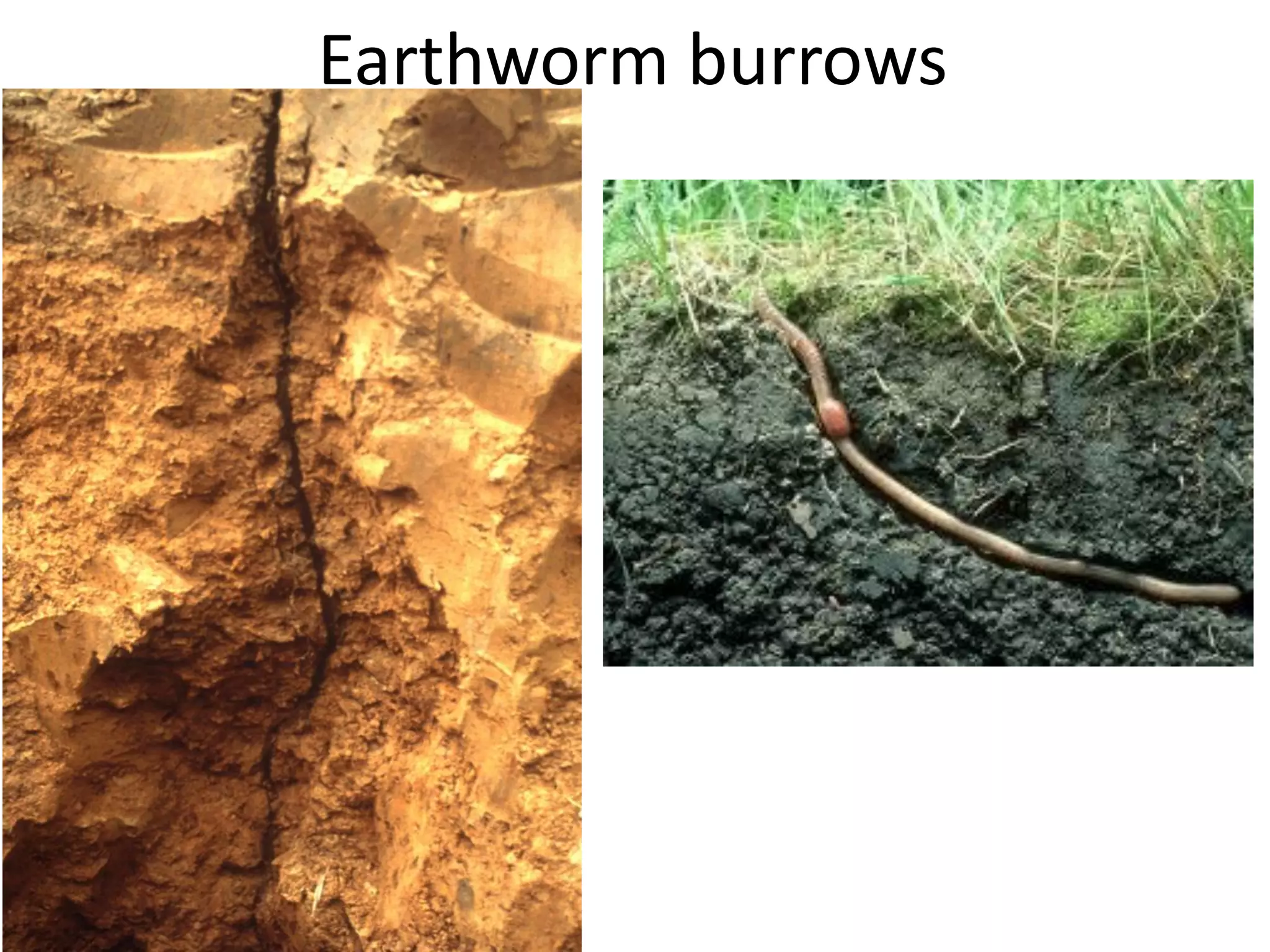 Earthworm burrows

 