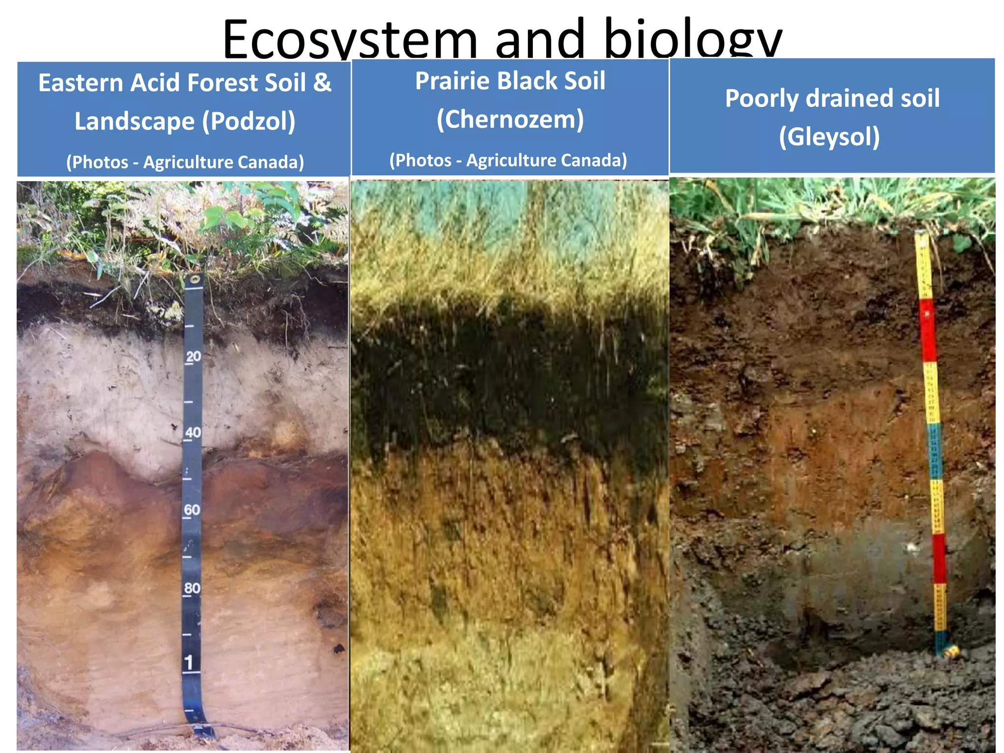Ecosystem and biology

Eastern Acid Forest Soil &
Landscape (Podzol)

Prairie Black Soil
(Chernozem)

(Photos - Agriculture Canada)

(Photos - Agriculture Canada)

Poorly drained soil
(Gleysol)

 