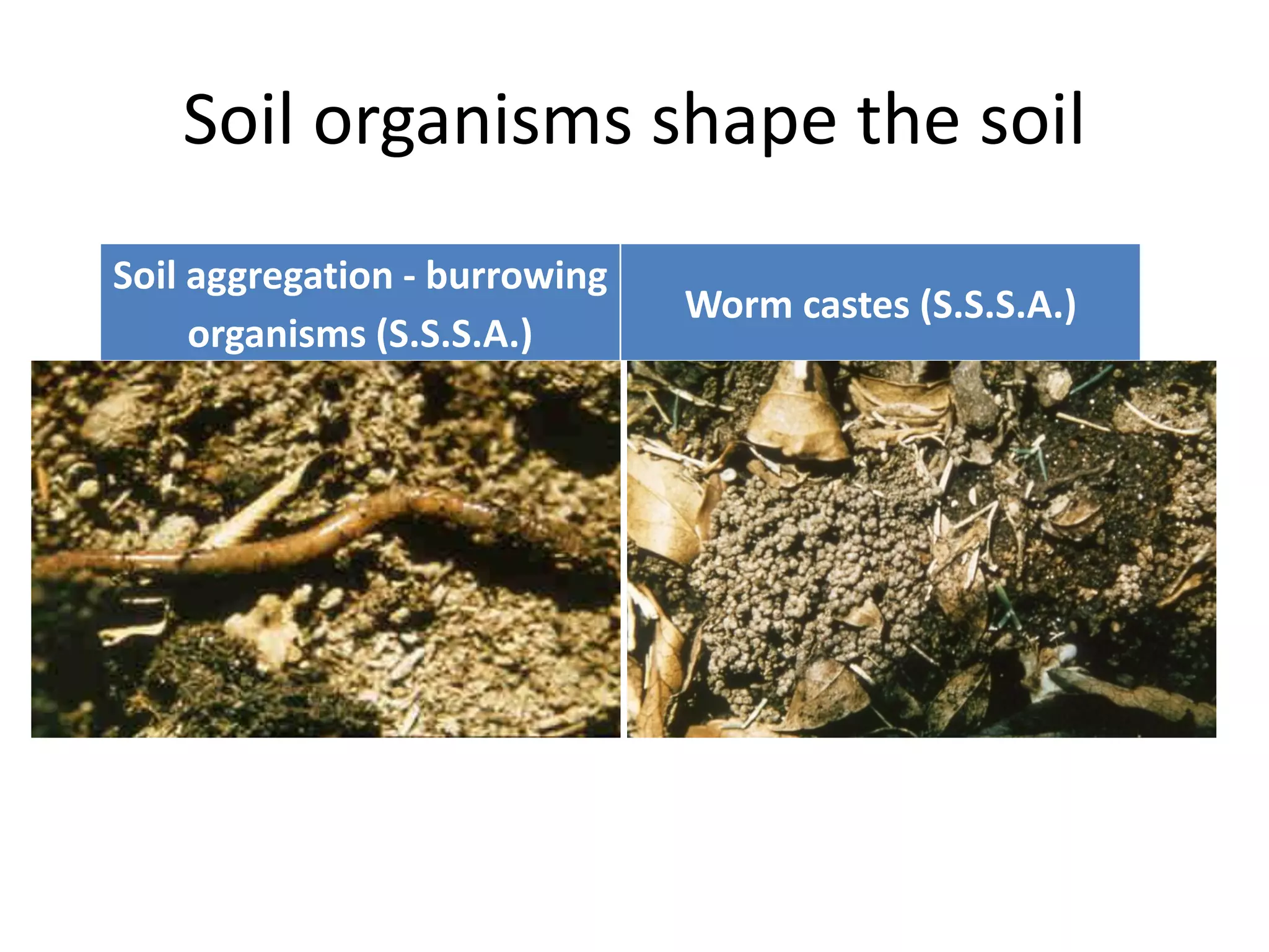 Soil organisms shape the soil
Soil aggregation - burrowing
organisms (S.S.S.A.)

Worm castes (S.S.S.A.)

 