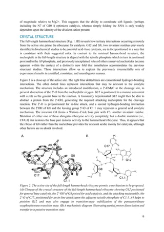 9
of magnitude relative to Mg2+. This suggests that the ability to coordinate soft ligands (perhaps
including the N7 of G10.1) optimizes catalysis, whereas simply folding the RNA is only weakly
dependent upon the identity of the divalent cation present.
CRYSTAL STRUCTURE
The full-length hammerhead structure (Fig. 1.1D) reveals how tertiary interactions occurring remotely
from the active site prime the ribozyme for catalysis. G12 and G8, two invariant residues previously
identified in biochemical studies to be potential acid–base catalysts, are in fact positioned in a way that
is consistent with their suggested roles. In contrast to the minimal hammerhead structure, the
nucleophile in the full-length structure is aligned with the scissile phosphate which in turn is positioned
proximal to the A9 phosphate, and previously unexplained roles of other conserved nucleotides become
apparent within the context of a distinctly new fold that nonetheless accommodates the previous
structural studies. These interactions allow us to explain the previously irreconcilable sets of
experimental results in a unified, consistent, and unambiguous manner.
Figure 2 is a close-up of the active site. The light blue dotted lines are conventional hydrogen-bonding
interactions. The other dotted lines represent interactions that may be relevant to the catalytic
mechanism. The structure includes an introduced modification, a 2′-OMeC at the cleavage site, to
prevent abstraction of the 2′-H from the nucleophilic oxygen. G12 is positioned in a manner consistent
with a role as the general base in the reaction. A transiently deprotonated G12 might then be able to
abstract a proton from the 2′-OH, generating the required attacking nucleophile for the cleavage
reaction. The 2′-O is prepositioned for in-line attack, and a second hydrogen-bonding interaction
between the 2′OH of G8 and the leaving group 5′-O of C1.1 may represent a general acid catalytic
mechanism. The invariant G8 forms a Watson–Crick base pair with C3, another invariant residue.
Mutation of either one of these abrogates ribozyme activity completely, but a double mutation (i.e.,
C8/G3) that restores the base pair restores activity to the hammerhead ribozyme. Thus, it appears that
the ribose of G8 rather than the nucleobase provides the relevant acidic moiety for catalysis, although
other factors are no doubt involved.
Figure 2: The active site of the full-length hammerhead ribozyme permits a mechanism to be proposed.
(A) Closeup of the crystal structure of the full-length hammerhead ribozyme showing G12 positioned
for general base catalysis, the 2′-OH of G8 poised for acid catalysis, and the attacking nucleophile, the
2′-O of C17, positioned for an in-line attack upon the adjacent scissile phosphate of C1.1. A9 helps to
position G12 and may also engage in transition-state stabilization of the pentacoordinate
oxyphosphorane transition state. (B) A mechanistic diagram illustrating partial proton dissociation and
transfer in a putative transition state.
 