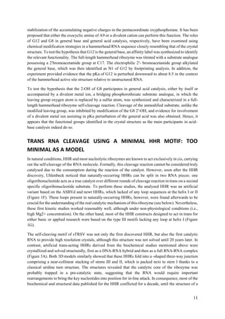 11
stabilization of the accumulating negative charges in the pentacoordinate oxyphosphorane. It has been
proposed that either the exocyclic amine of A9 or a divalent cation can perform this function. The roles
of G12 and G8 in general base and general acid catalysis, respectively, have been examined using
chemical modification strategies in a hammerhead RNA sequence closely resembling that of the crystal
structure. To test the hypothesis that G12 is the general base, an affinity label was synthesized to identify
the relevant functionality. The full-length hammerhead ribozyme was titrated with a substrate analogue
possessing a 2′bromoacetamide group at C17. The electrophilic 2′- bromoacetamide group alkylated
the general base, which was then identified as N1 of G12 by footprinting analysis. In addition, the
experiment provided evidence that the pKa of G12 is perturbed downward to about 8.5 in the context
of the hammerhead active site structure relative to unstructured RNA.
To test the hypothesis that the 2-OH of G8 participates in general acid catalysis, either by itself or
accompanied by a divalent metal ion, a bridging phosphorothioate substrate analogue, in which the
leaving group oxygen atom is replaced by a sulfur atom, was synthesized and characterized in a full-
length hammerhead ribozyme self-cleavage reaction. Cleavage of the unmodified substrate, unlike the
modified leaving group, was inhibited by modification of the G8 2′-OH, and evidence for involvement
of a divalent metal ion assisting in pKa perturbation of the general acid was also obtained. Hence, it
appears that the functional groups identified in the crystal structure as the main participants in acid–
base catalysis indeed do so.
TRANS RNA CLEAVAGE USING A MINIMAL HHR MOTIF: TOO
MINIMAL AS A MODEL
In natural conditions, HHR and most nucleolytic ribozymes are known to act exclusively in cis, carrying
out the self-cleavage of the RNA molecule. Formally, this cleavage reaction cannot be considered truly
catalysed due to the consumption during the reaction of the catalyst. However, soon after the HHR
discovery, Uhlenbeck noticed that naturally-occurring HHRs can be split in two RNA pieces: one
oligoribonucleotide acts as a true catalyst over different rounds of cleavage reaction in trans on a second
specific oligoribonucleotide substrate. To perform these studies, the analysed HHR was an artificial
variant based on the ASBVd and newt HHRs, which lacked of any loop sequences at the helix I or II
(Figure 1F). These loops present in naturally-occurring HHRs, however, were found afterwards to be
crucial for the understanding of the real catalytic mechanism of this ribozyme (see below). Nevertheless,
these first kinetic studies worked reasonably well, although under non-physiological conditions (i.e.,
high Mg2+ concentration). On the other hand, most of the HHR constructs designed to act in trans for
either basic or applied research were based on the type III motifs lacking any loop at helix I (Figure
1G).
The self-cleaving motif of sTRSV was not only the first discovered HHR, but also the first catalytic
RNA to provide high resolution crystals, although this structure was not solved until 20 years later. In
contrast, artificial trans-acting HHRs derived from the biochemical studies mentioned above were
crystallized and solved structurally, first as a DNA-RNA hybrid and then as a full RNA-RNA complex
(Figure 3A). Both 3D models similarly showed that these HHRs fold into a -shaped three-way junction
comprising a near-collinear stacking of stems III and II, which is packed next to stem I thanks to a
classical uridine turn structure. The structures revealed that the catalytic core of the ribozyme was
probably trapped in a pre-catalytic state, suggesting that the RNA would require important
rearrangements to bring the key nucleotides into position for in-line attack. In consequence, most of the
biochemical and structural data published for the HHR conflicted for a decade, until the structure of a
 
