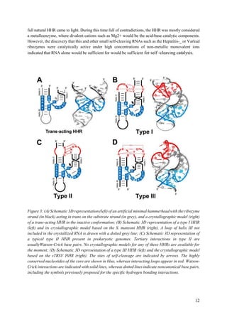 12
full natural HHR came to light. During this time full of contradictions, the HHR was mostly considered
a metalloenzyme, where divalent cations such as Mg2+ would be the acid-base catalytic components.
However, the discovery that this and other small self-cleaving RNAs such as the Hepatitis-_ or Varkud
ribozymes were catalytically active under high concentrations of non-metallic monovalent ions
indicated that RNA alone would be sufficient for would be sufficient for self -cleaving catalysis.
Figure 3: (A) Schematic 3D representation (left) of an artificial minimal hammerhead with the ribozyme
strand (in black) acting in trans on the substrate strand (in grey), and a crystallographic model (right)
of a trans-acting HHR in the inactive conformation; (B) Schematic 3D representation of a type I HHR
(left) and its crystallographic model based on the S. mansoni HHR (right). A loop of helix III not
included in the crystallized RNA is drawn with a dotted grey line; (C) Schematic 3D representation of
a typical type II HHR present in prokaryotic genomes. Tertiary interactions in type II are
usuallyWatson-Crick base pairs. No crystallographic models for any of these HHRs are available for
the moment; (D) Schematic 3D representation of a type III HHR (left) and the crystallographic model
based on the sTRSV HHR (right). The sites of self-cleavage are indicated by arrows. The highly
conserved nucleotides of the core are shown in blue, whereas interacting loops appear in red. Watson-
Crick interactions are indicated with solid lines, whereas dotted lines indicate noncanonical base pairs,
including the symbols previously proposed for the specific hydrogen bonding interactions.
 