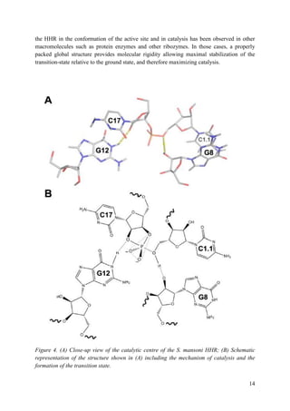 14
the HHR in the conformation of the active site and in catalysis has been observed in other
macromolecules such as protein enzymes and other ribozymes. In those cases, a properly
packed global structure provides molecular rigidity allowing maximal stabilization of the
transition-state relative to the ground state, and therefore maximizing catalysis.
Figure 4. (A) Close-up view of the catalytic centre of the S. mansoni HHR; (B) Schematic
representation of the structure shown in (A) including the mechanism of catalysis and the
formation of the transition state.
 