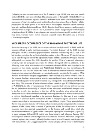 15
Following the structure determination of the S. mansoni type I HHR, new structural models
for type III HHRs were also published. The catalytic center of the type III HHR of sTRSV was
almost identical to the one reported for the S. mansoni motif, which confirmed the proposed
mechanism of catalysis. A close-up view of the loop-loop interactions showed that they all take
place across the major groove of the RNA helixes and comprise a network of non-canonical
base pairs and interdigitations (Figure 3 B,D). Despite the different sequences and topologies
naturally found in loops of helixes I and II, a conserved reverse Hoogsteen pair seems to occur
in both type I and III HHRs. A second conserved interaction in most type III motifs is a U:A:U
base triple, whereas Type I motifs conserve a second reverse Hoogsteen and a Watson-
Crick/Hoogsteen pairs.
WIDESPREAD OCCURRENCE OF THE HHR ALONG THE TREE OF LIFE
Since the discovery of the HHR, the occurrence of these catalytic motifs in DNA and RNA
genomes offered a really puzzling panorama. The initial discovery of the HHR in plant
pathogenic circRNAs somehow pigeonholed this and other self-cleaving RNAs, such as the
hairpin ribozymes, into the world of subviral agents (see before). Moreover, RNA self-cleavage
had a clear biological role in the replication process of these circRNAs through a classical
rolling-circle mechanism.The HHRs found in the satellite DNA of newts and salamanders
however, were an unexpected discovery, for which a biological role was unknown. In the
following years, a few more unexpected examples of eukaryotic HHRs were described in the
genomes of two plants, carnation and Arabidopsis thaliana, and two invertebrates, S.
mansoni and cave crickets. The HHRs found in invertebrates and newts showed some shared
characteristics, occurring in both cases as close tandem copies associated with repetitive DNA.
Previous bioinformatic analyses suggested that a few hundred HHR motifs could be found in
the genomic databases although these searches were performed using minimal motifs with a
quite relaxed sequence at the catalytic centre and, consequently, most of the reported motifs
were likely false positives. With the discovery of two canonical type III HHRs in the genome
of A. thaliana, the labs of Hammann and Westhof suggested that we were far from knowing
the full spectrum of the diversity of catalytic RNAs, and deeper bioinformatic analyses could
be the key to solve this question. In this line, all the knowledge about conserved tertiary
interactions in the HHR combined with simple homology searches was initially used in our lab
to perform bioinformatic searches in the genomic databases. In this way, it was revealed
examples of canonical type I and type III HHRs in intergenic regions of several bacterial
genomes as well as in metagenomic data with very different origins. These results indicated
that not only genomes from the subviral and eukaryotic domains but also prokaryotes contained
genomic HHRs. Many more examples of prokaryotic HHRs, including cases in archaeal
genomes, were also reported independently by the Breaker and Lupták labs, which also
discovered the existence of typeII HHRs, a totally new topology for this ribozyme (Figure 2C).
In many instances, different HHR motifs were found close to each other and flanking ORFs
encoding small and non-conserved proteins with unknown functions. Moreover, comparative
genomic analyses have recently allowed the discovery of new self-cleaving motifs associated
with many of these ORFs, suggesting that this simple catalytic activity could be performed by
 