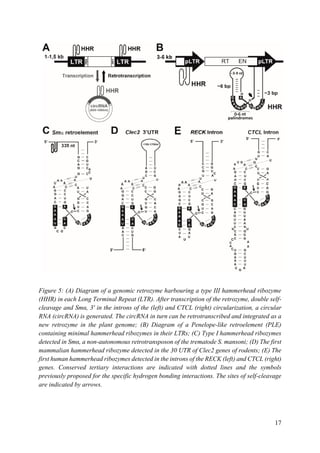 17
Figure 5: (A) Diagram of a genomic retrozyme harbouring a type III hammerhead ribozyme
(HHR) in each Long Terminal Repeat (LTR). After transcription of the retrozyme, double self-
cleavage and Smα, 3′ in the introns of the (left) and CTCL (right) circularization, a circular
RNA (circRNA) is generated. The circRNA in turn can be retrotranscribed and integrated as a
new retrozyme in the plant genome; (B) Diagram of a Penelope-like retroelement (PLE)
containing minimal hammerhead ribozymes in their LTRs; (C) Type I hammerhead ribozymes
detected in Smα, a non-autonomous retrotransposon of the trematode S. mansoni; (D) The first
mammalian hammerhead ribozyme detected in the 30 UTR of Clec2 genes of rodents; (E) The
first human hammerhead ribozymes detected in the introns of the RECK (left) and CTCL (right)
genes. Conserved tertiary interactions are indicated with dotted lines and the symbols
previously proposed for the specific hydrogen bonding interactions. The sites of self-cleavage
are indicated by arrows.
 