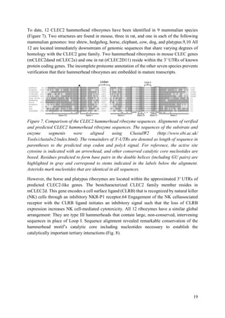 19
To date, 12 CLEC2 hammerhead ribozymes have been identified in 9 mammalian species
(Figure 7). Two structures are found in mouse, three in rat, and one in each of the following
mammalian genomes: tree shrew, hedgehog, horse, elephant, cow, dog, and platypus.9,10 All
12 are located immediately downstream of genomic sequences that share varying degrees of
homology with the CLEC2 gene family. Two hammerhead ribozymes in mouse CLEC genes
(mCLEC2dand mCLEC2e) and one in rat (rCLEC2D11) reside within the 3′ UTRs of known
protein coding genes. The incomplete proteome annotation of the other seven species prevents
verification that their hammerhead ribozymes are embedded in mature transcripts.
Figure 7. Comparison of the CLEC2 hammerhead ribozyme sequences. Alignments of verified
and predicted CLEC2 hammerhead ribozyme sequences. The sequences of the substrate and
enzyme segments were aligned using ClustalW2 (http://www.ebi.ac.uk/
Tools/clustalw2/index.html). The remainders of 3′-UTRs are denoted as length of sequence in
parentheses to the predicted stop codon and polyA signal. For reference, the active site
cytosine is indicated with an arrowhead, and other conserved catalytic core nucleotides are
boxed. Residues predicted to form base pairs in the double helices (including GU pairs) are
highlighted in gray and correspond to stems indicated in the labels below the alignment.
Asterisks mark nucleotides that are identical in all sequences.
However, the horse and platypus ribozymes are located within the approximated 3′ UTRs of
predicted CLEC2-like genes. The bestcharacterized CLEC2 family member resides in
mCLEC2d. This gene encodes a cell surface ligand (CLRB) that is recognized by natural killer
(NK) cells through an inhibitory NKR-P1 receptor.64 Engagement of the NK cellassociated
receptor with the CLRB ligand initiates an inhibitory signal such that the loss of CLRB
expression increases NK cell-mediated cytotoxicity. All 12 ribozymes have a similar global
arrangement: They are type III hammerheads that contain large, non-conserved, intervening
sequences in place of Loop I. Sequence alignment revealed remarkable conservation of the
hammerhead motif’s catalytic core including nucleotides necessary to establish the
catalytically important tertiary interactions (Fig. 8).
 