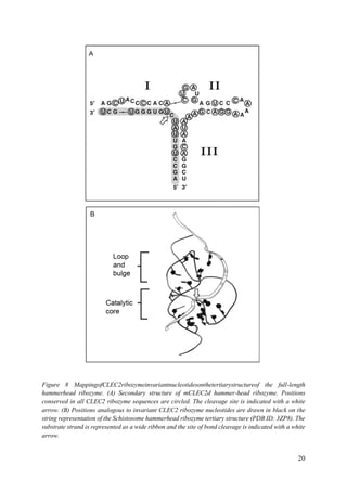 20
Figure 8 MappingofCLEC2ribozymeinvariantnucleotidesonthetertiarystructureof the full-length
hammerhead ribozyme. (A) Secondary structure of mCLEC2d hammer-head ribozyme. Positions
conserved in all CLEC2 ribozyme sequences are circled. The cleavage site is indicated with a white
arrow. (B) Positions analogous to invariant CLEC2 ribozyme nucleotides are drawn in black on the
string representation of the Schistosome hammerhead ribozyme tertiary structure (PDB ID: 3ZP8). The
substrate strand is represented as a wide ribbon and the site of bond cleavage is indicated with a white
arrow.
 