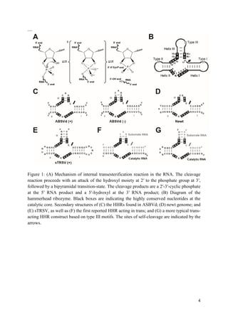 4
––
Figure 1: (A) Mechanism of internal transesterification reaction in the RNA. The cleavage
reaction proceeds with an attack of the hydroxyl moiety at 2′ to the phosphate group at 3′,
followed by a bipyramidal transition-state. The cleavage products are a 2′-3′-cyclic phosphate
at the 5′ RNA product and a 5′-hydroxyl at the 3′ RNA product; (B) Diagram of the
hammerhead ribozyme. Black boxes are indicating the highly conserved nucleotides at the
catalytic core. Secondary structures of (C) the HHRs found in ASBVd; (D) newt genome; and
(E) sTRSV, as well as (F) the first reported HHR acting in trans; and (G) a more typical trans-
acting HHR construct based on type III motifs. The sites of self-cleavage are indicated by the
arrows.
 