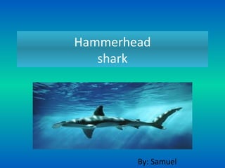 Hammerhead
shark
By: Samuel
 