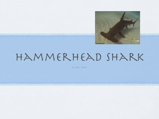 hammerhead shark
       by Sam Russo
 
