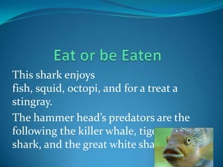 This shark enjoys
fish, squid, octopi, and for a treat a
stingray.
The hammer head’s predators are the
following the killer whale, tiger
shark, and the great white shark.
 