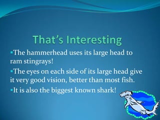 The hammerhead uses its large head to
ram stingrays!
The eyes on each side of its large head give
it very good vision, better than most fish.
It is also the biggest known shark!
 