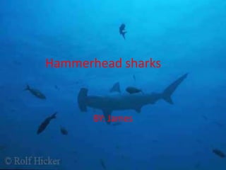 Hammerhead sharks BY: James  