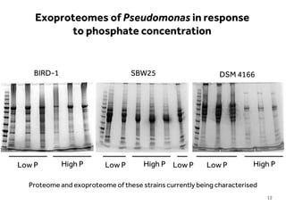 LIMITLESS POTENTIAL | LIMITLESS OPPORTUNITIES | LIMITLESS IMPACT
Low P High P
BIRD-1
Low P Low PHigh P Low P High P
SBW25 DSM 4166
Exoproteomes of Pseudomonas in response
to phosphate concentration
Proteome and exoproteome of these strains currently being characterised
12
 