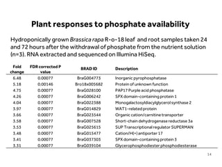 LIMITLESS POTENTIAL | LIMITLESS OPPORTUNITIES | LIMITLESS IMPACT
Hydroponically grown Brassica rapa R-o-18 leaf and root samples taken 24
and 72 hours after the withdrawal of phosphate from the nutrient solution
(n=3). RNA extracted and sequenced on Illumina HiSeq.
Fold
change
FDR corrected P
value
BRAD ID Description
6.48 0.00077 BraG004773 Inorganic pyrophosphatase
5.18 0.00146 Bro18x005682 Protein of unknown function
4.75 0.00077 BraG028100 PAP17 Purple acid phosphatase
4.26 0.00077 BraG006242 SPX domain-containing protein 1
4.04 0.00077 BraG022388 Monogalactosyldiacylglycerol synthase 2
3.97 0.00077 BraG014829 WAT1-related protein
3.66 0.00077 BraG023544 Organic cation/carnitinetransporter
3.58 0.00077 BraG007528 Short-chain dehydrogenase reductase 3a
3.53 0.00077 BraG025615 SUP Transcriptional regulator SUPERMAN
3.48 0.00077 BraG015477 Cation/H(+)antiporter 17
3.41 0.00077 BraG037303 SPX domain-containing protein 3
3.31 0.00077 BraG039104 Glycerophosphodiester phosphodiesterase
Plant responses to phosphate availability
14
 