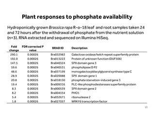 LIMITLESS POTENTIAL | LIMITLESS OPPORTUNITIES | LIMITLESS IMPACT
Hydroponically grown Brassica rapa R-o-18 leaf and root samples taken 24
and 72 hours after the withdrawal of phosphate from the nutrient solution
(n=3). RNA extracted and sequenced on Illumina HiSeq.
Fold
change
FDR corrected P
value
BRAD ID Description
290.1 0.00026 Bra032983 Galactose oxidase/kelch repeat superfamily protein
192.0 0.00026 Bra013223 Protein of unknown function (DUF506)
147.5 0.00026 Bra040324 SPX domain gene 3
59.6 0.00026 Bra040531 phospholipase D P2
48.6 0.00026 Bra037199 monogalactosyldiacylglycerolsynthase type C
28.9 0.00026 Bra020088 SPX domain gene 1
20.8 0.00026 Bra018150 phosphate starvation-induced gene 3
19.4 0.00026 Bra009316 PLC-like phosphodiesterases superfamily protein
8.3 0.00026 Bra000539 SPX domain gene 2
8.2 0.00026 Bra004334 PHO1
5.4 0.00026 Bra032671 ribonuclease 2
1.8 0.00026 Bra027057 WRKY6 transcription factor
Plant responses to phosphate availability
15
 