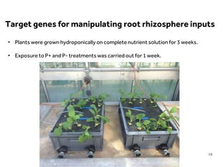 LIMITLESS POTENTIAL | LIMITLESS OPPORTUNITIES | LIMITLESS IMPACT
• Plants were grown hydroponically on complete nutrient solution for 3 weeks.
• Exposure to P+ and P- treatments was carried out for 1 week.
Target genes for manipulating root rhizosphere inputs
18
 