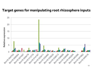 LIMITLESS POTENTIAL | LIMITLESS OPPORTUNITIES | LIMITLESS IMPACT
19
0
5
10
15
20
25
Relativeexpression
Target genes for manipulating root rhizosphere inputs
 