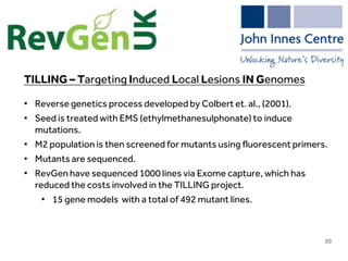 LIMITLESS POTENTIAL | LIMITLESS OPPORTUNITIES | LIMITLESS IMPACT
TILLING – Targeting Induced Local Lesions IN Genomes
• Reverse genetics process developed by Colbert et. al., (2001).
• Seed is treated with EMS (ethylmethanesulphonate) to induce
mutations.
• M2 population is then screened for mutants using fluorescent primers.
• Mutants are sequenced.
• RevGen have sequenced 1000 lines via Exome capture, which has
reduced the costs involved in the TILLING project.
• 15 gene models with a total of 492 mutant lines.
20
 