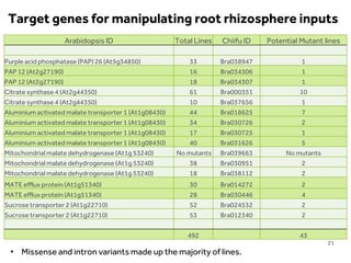 LIMITLESS POTENTIAL | LIMITLESS OPPORTUNITIES | LIMITLESS IMPACT
Arabidopsis ID Total Lines Chiifu ID Potential Mutant lines
Purple acid phosphatase (PAP) 26 (At5g34850) 33 Bra038947 1
PAP 12 (At2g27190) 16 Bra034306 1
PAP 12 (At2g27190) 18 Bra034307 1
Citrate synthase 4 (At2g44350) 61 Bra000351 10
Citrate synthase 4 (At2g44350) 10 Bra037656 1
Aluminium activated malate transporter 1 (At1g08430) 44 Bra018625 7
Aluminium activated malate transporter 1 (At1g08430) 34 Bra030726 2
Aluminium activated malate transporter 1 (At1g08430) 17 Bra030725 1
Aluminium activated malate transporter 1 (At1g08430) 40 Bra031626 5
Mitochondrial malate dehydrogenase (At1g 53240) No mutants Bra039663 No mutants
Mitochondrial malate dehydrogenase (At1g 53240) 38 Bra030951 2
Mitochondrial malate dehydrogenase (At1g 53240) 18 Bra038112 2
MATE efflux protein (At1g51340) 30 Bra014272 2
MATE efflux protein (At1g51340) 28 Bra030446 4
Sucrose transporter 2 (At1g22710) 52 Bra024532 2
Sucrose transporter 2 (At1g22710) 53 Bra012340 2
492 43
• Missense and intron variants made up the majority of lines.
Target genes for manipulating root rhizosphere inputs
21
 
