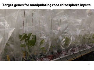 LIMITLESS POTENTIAL | LIMITLESS OPPORTUNITIES | LIMITLESS IMPACT
22
Target genes for manipulating root rhizosphere inputs
 