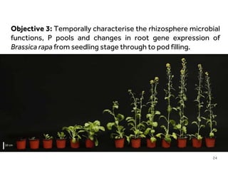 LIMITLESS POTENTIAL | LIMITLESS OPPORTUNITIES | LIMITLESS IMPACT
10 cm
Objective 3: Temporally characterise the rhizosphere microbial
functions, P pools and changes in root gene expression of
Brassica rapa from seedling stage through to pod filling.
24
 