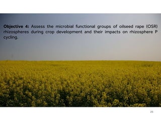 LIMITLESS POTENTIAL | LIMITLESS OPPORTUNITIES | LIMITLESS IMPACT
Objective 4: Assess the microbial functional groups of oilseed rape (OSR)
rhizospheres during crop development and their impacts on rhizosphere P
cycling.
25
 