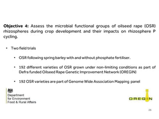 LIMITLESS POTENTIAL | LIMITLESS OPPORTUNITIES | LIMITLESS IMPACT
26
Objective 4: Assess the microbial functional groups of oilseed rape (OSR)
rhizospheres during crop development and their impacts on rhizosphere P
cycling.
• Two field trials
• OSR following spring barley with and without phosphate fertiliser.
• 192 different varieties of OSR grown under non-limiting conditions as part of
Defra funded Oilseed Rape Genetic Improvement Network (OREGIN)
• 192 OSR varieties are part of Genome Wide Association Mapping panel
 