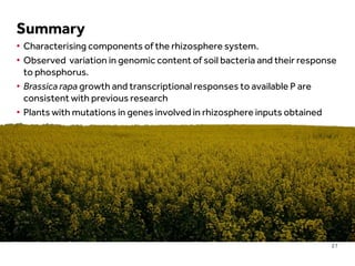LIMITLESS POTENTIAL | LIMITLESS OPPORTUNITIES | LIMITLESS IMPACT
27
Summary
• Characterising components of the rhizosphere system.
• Observed variation in genomic content of soil bacteria and their response
to phosphorus.
• Brassica rapa growth and transcriptional responses to available P are
consistent with previous research
• Plants with mutations in genes involved in rhizosphere inputs obtained
 
