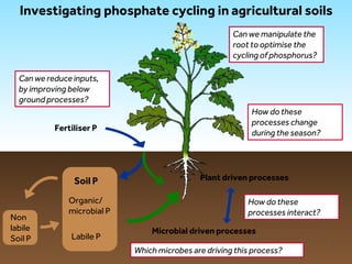 LIMITLESS POTENTIAL | LIMITLESS OPPORTUNITIES | LIMITLESS IMPACT
Fertiliser P
Soil P
Organic/
microbial P
Non
labile
Soil P Labile P
Investigating phosphate cycling in agricultural soils
Plant driven processes
Microbial driven processes
How do these
processes interact?
Which microbes are driving this process?
How do these
processes change
during the season?
Can we reduceinputs,
by improving below
ground processes?
Can we manipulate the
root to optimise the
cycling of phosphorus?
4
 