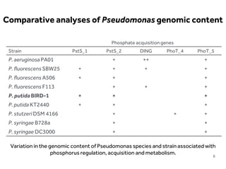 LIMITLESS POTENTIAL | LIMITLESS OPPORTUNITIES | LIMITLESS IMPACT
6
Phosphate acquisition genes
Strain PstS_1 PstS_2 DING PhoT_4 PhoT_5
P. aeruginosa PA01 + ++ +
P. fluorescens SBW25 + + + +
P. fluorescens A506 + + +
P. fluorescens F113 + + +
P. putida BIRD-1 + + +
P. putida KT2440 + + +
P. stutzeri DSM 4166 + + +
P. syringae B728a + +
P. syringae DC3000 + +
Comparative analyses of Pseudomonas genomic content
Variation in the genomic content of Pseudomonas species and strain associated with
phosphorus regulation, acquisition and metabolism.
 