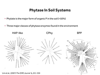 LIMITLESS POTENTIAL | LIMITLESS OPPORTUNITIES | LIMITLESS IMPACT
• Phytate is the major form of organic P in the soil (>50%)
• Three major classes of phytase enzymes found in the environment
Phytase In Soil Systems
HAP-like CPhy BPP
Lim et al., (2007) The ISME Journal 1, 321-330
9
 