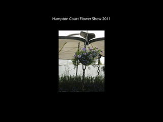 Hampton Court Flower Show 2011
 