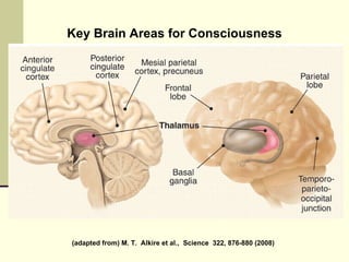 (adapted from) M. T.  Alkire et al.,  Science  322, 876-880 (2008)  Key Brain Areas for Consciousness 