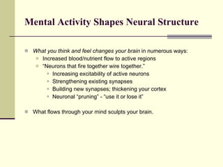 Mental Activity Shapes Neural Structure   What you think and feel changes your brain  in numerous ways:  Increased blood/nutrient flow to active regions “ Neurons that fire together wire together.” Increasing excitability of active neurons Strengthening existing synapses Building new synapses; thickening your cortex Neuronal “pruning” - “use it or lose it” What flows through your mind sculpts your brain.  
