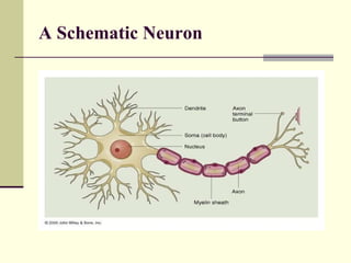 A Schematic Neuron 