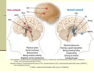 Pain network: Dorsal anterior cingulate cortex (dACC), insula (Ins), somatosensory cortex (SSC), thalamus (Thal), and periaqueductal gray (PAG).  Reward network: Ventral tegmental area (VTA), ventral striatum (VS), ventromedial prefrontal cortex (VMPFC), and amygdala (Amyg).  K. Sutliff, in Lieberman & Eisenberger, 2009,  Science , 323:890-891 