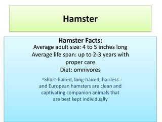 Hamster Hamster Facts:Average adult size: 4 to 5 inches long Average life span: up to 2-3 years with proper care Diet: omnivores*Short-haired, long-haired, hairless and European hamsters are clean and captivating companion animals that are best kept individually 