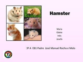 Hamster
Maria
Odete
Inês
Josefa
3º A EB1 Padre José Manuel Rocha e Melo
 