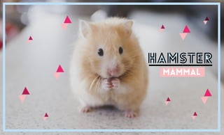 hamsterhamster
mammal
 