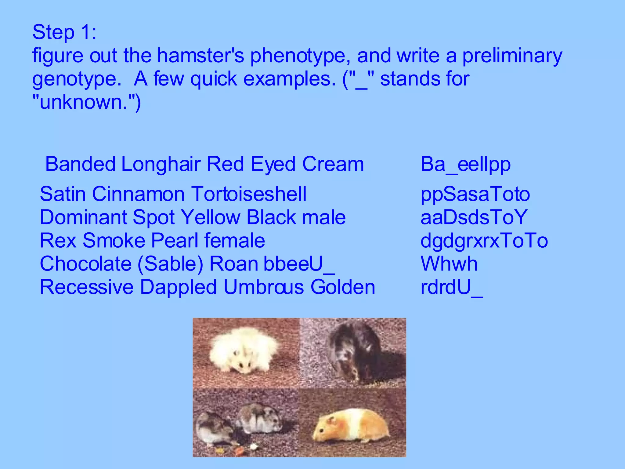 Step 1:  figure out the hamster's phenotype, and write a preliminary genotype.  A few quick examples. ("_" stands for "unknown.") Banded Longhair Red Eyed Cream    Ba_eellpp  Satin Cinnamon Tortoiseshell   ppSasaToto  Dominant Spot Yellow Black male    aaDsdsToY  Rex Smoke Pearl female   dgdgrxrxToTo  Chocolate (Sable) Roan bbeeU_   Whwh  Recessive Dappled Umbrous Golden    rdrdU_ 