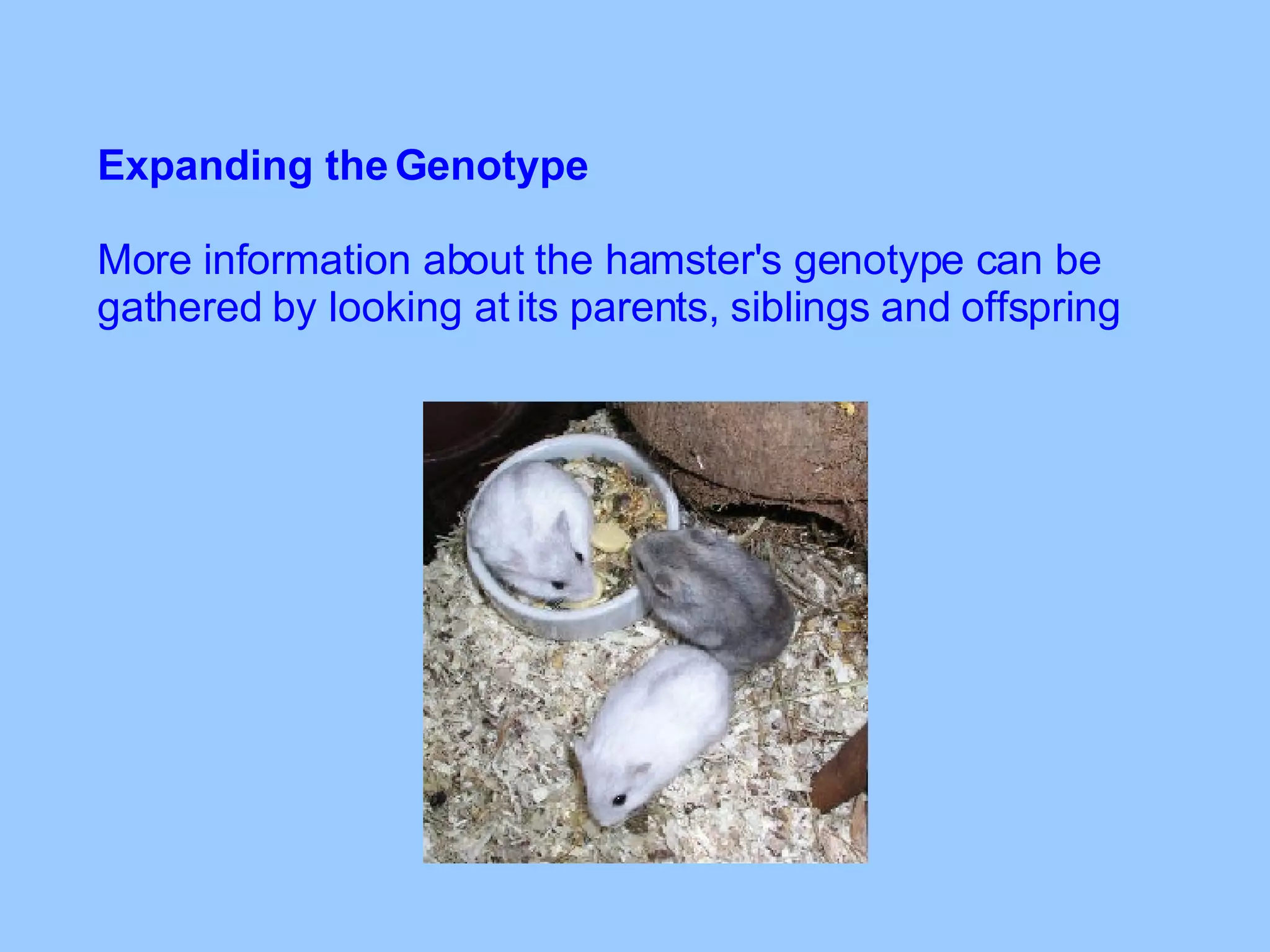 Expanding the Genotype More information about the hamster's genotype can be gathered by looking at its parents, siblings and offspring 