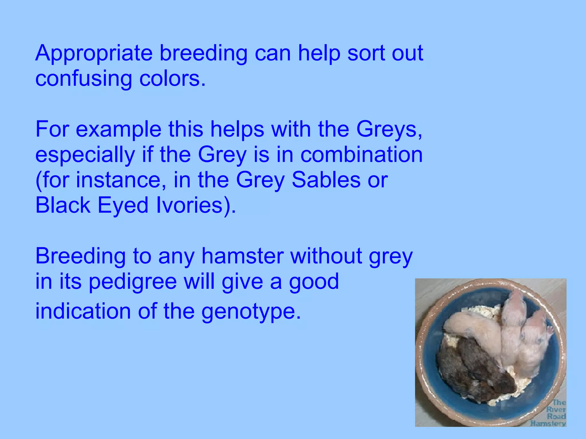 Appropriate breeding can help sort out confusing colors.  For example this helps with the Greys, especially if the Grey is in combination (for instance, in the Grey Sables or Black Eyed Ivories).   Breeding to any hamster without grey in its pedigree will give a good indication of the genotype.   